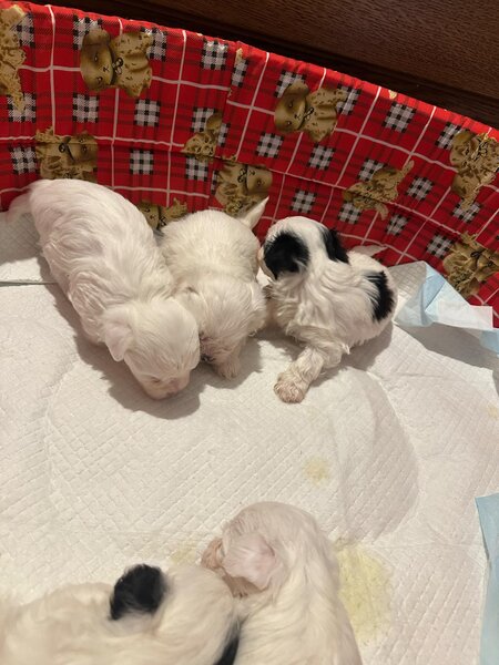 Bichon Maltez 2 femele si 2 masculi