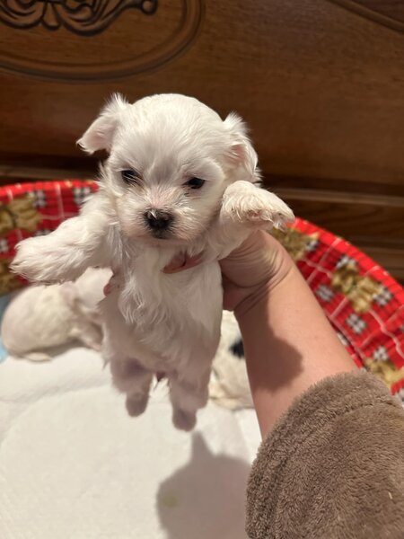 Bichon Maltez 2 femele si 2 masculi