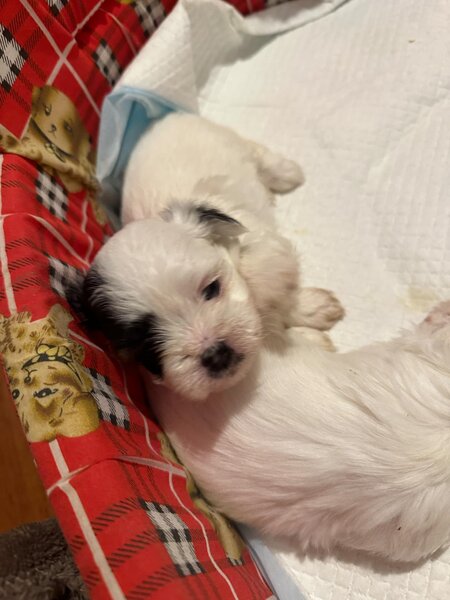Bichon Maltez 2 femele si 2 masculi