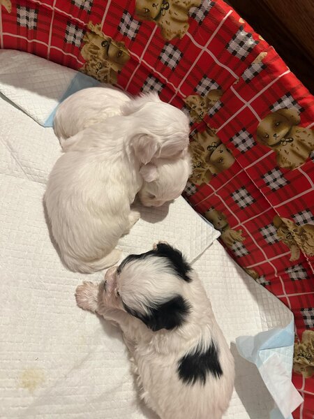 Bichon Maltez 2 femele si 2 masculi