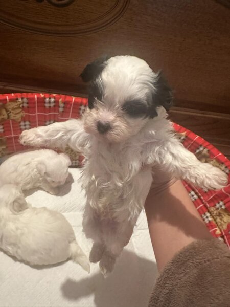 Bichon Maltez 2 femele si 2 masculi