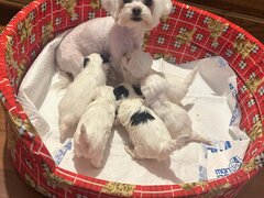 Bichon Maltez 2 femele si 2 masculi